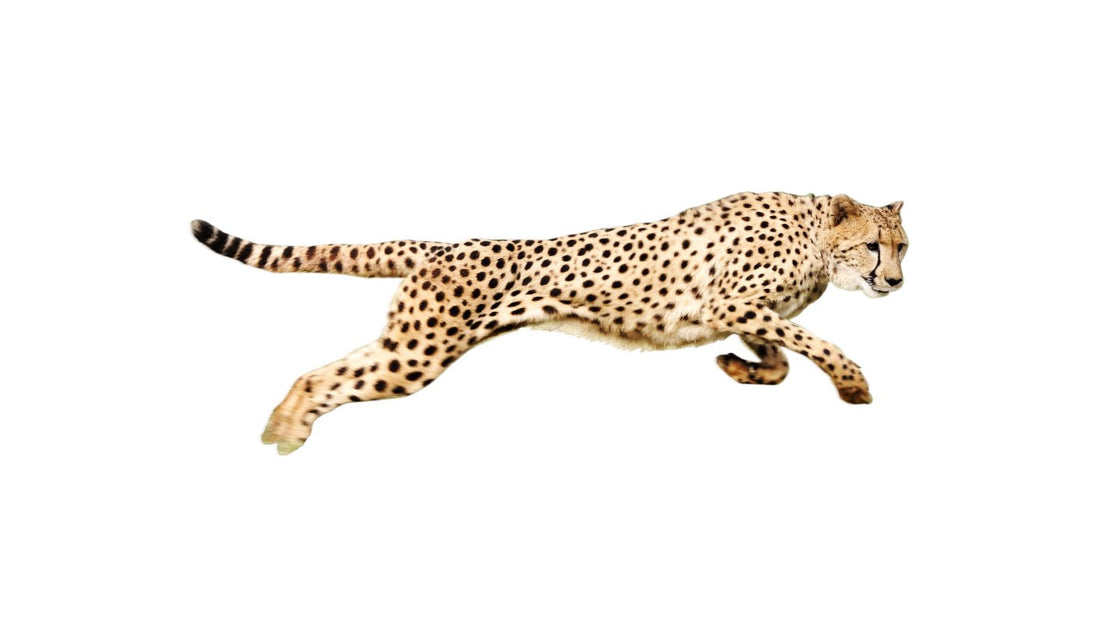 Open Box Deals The Speedy Cheetah